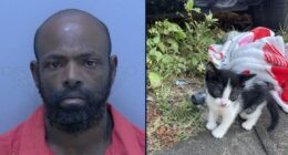 Florida man allegedly steals purse with baby kitten inside