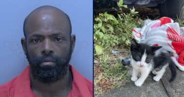 Florida man allegedly steals purse with baby kitten inside