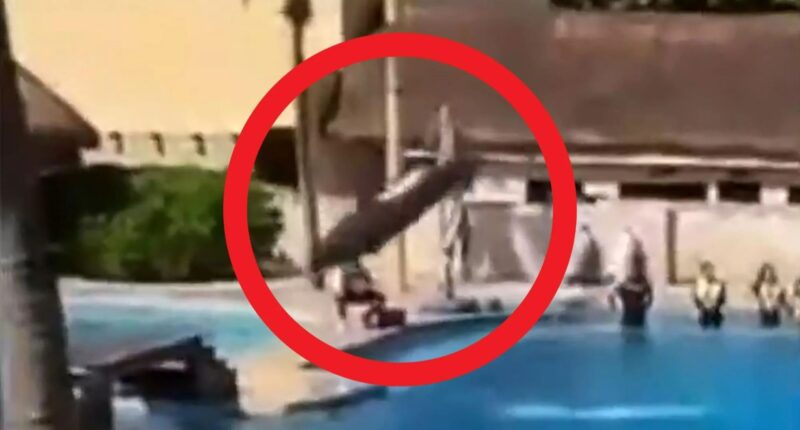 Horror moment dolphin leaps to its death at notorious resort where animals are kept in tiny tanks just yards from ocean