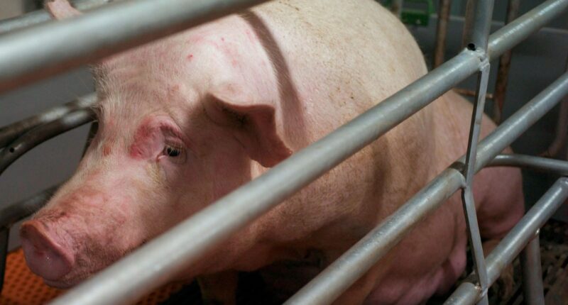 How nightmarish high-rise indoor pig farms dubbed ‘hog hotels’ can raise & slaughter 1.2MILLION beasts a year in China