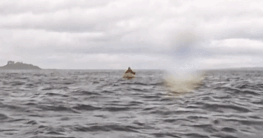 'I thought I was dead': Kayaker gets swallowed by humpback whale in dramatic moment caught on camera