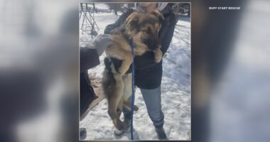 Minnesota rescue saves 2 abandoned puppies found living under frozen porch