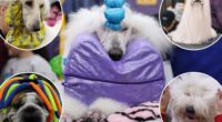 Pampered pups strut into NYC for the 149th Westminster Kennel Club Dog Show: photos