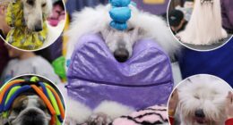 Pampered pups strut into NYC for the 149th Westminster Kennel Club Dog Show: photos