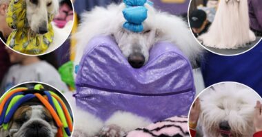 Pampered pups strut into NYC for the 149th Westminster Kennel Club Dog Show: photos