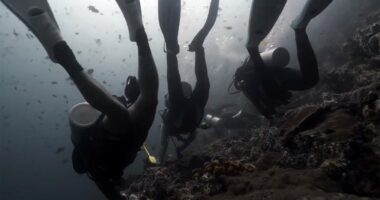 Philippines shark attack: 2 tourists killed at popular diving spot