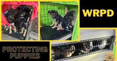 Puppies rescued from Wheat Ridge hotel room recovering and up for up adoption at Foothills Animal Shelter