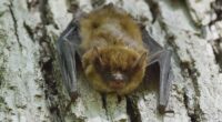 Rabies advisory issued after bat tests positive in Brevard County, officials say