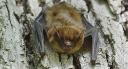 Rabies advisory issued after bat tests positive in Brevard County, officials say