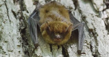 Rabies advisory issued after bat tests positive in Brevard County, officials say