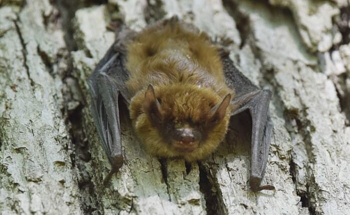 Rabies advisory issued after bat tests positive in Brevard County, officials say