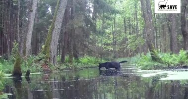 Rare wildlife spotting caught on camera in Poland