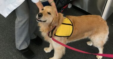 Rep. Eli Crane Requests Therapy Dogs for Democrats During Hearing: ‘Worried About Their Mental Stability’