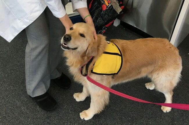 Rep. Eli Crane Requests Therapy Dogs for Democrats During Hearing: ‘Worried About Their Mental Stability’