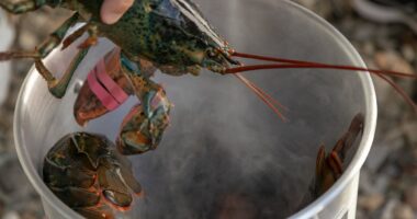 Scientists call for an immediate ban on boiling lobsters alive - as they confirm crustaceans CAN feel pain