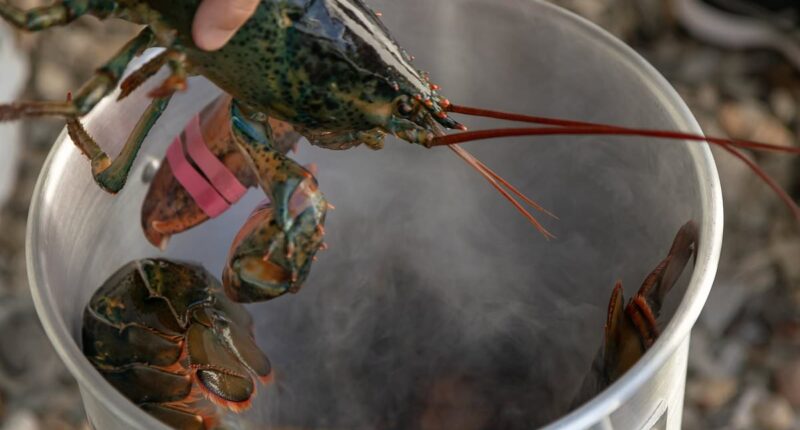 Scientists call for an immediate ban on boiling lobsters alive - as they confirm crustaceans CAN feel pain