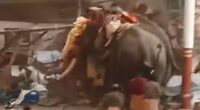 Terrifying moment two elephants go on rampage killing at least 3 & injuring 30 others after being spooked by fireworks