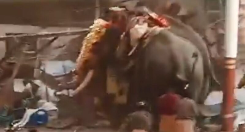 Terrifying moment two elephants go on rampage killing at least 3 & injuring 30 others after being spooked by fireworks