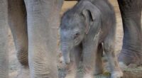 The Oregon Zoo welcomes a new baby elephant