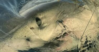 ‘Biggest shark EVER tagged by researchers’ – 14ft 1,600lb great white goliath dubbed Contender – spotted off Florida