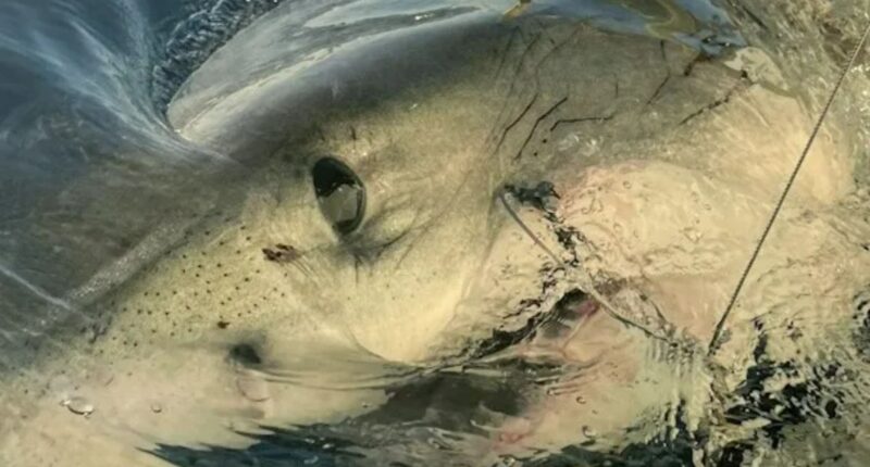 ‘Biggest shark EVER tagged by researchers’ – 14ft 1,600lb great white goliath dubbed Contender – spotted off Florida