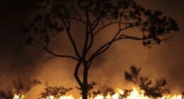 AP: Trump's DEI Cuts Are Killing Trees in New Orleans' Poorest Neighborhoods