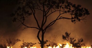 AP: Trump's DEI Cuts Are Killing Trees in New Orleans' Poorest Neighborhoods