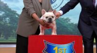 American Kennel Club reveals most popular dog breeds of 2025, with the French bulldog still top breed