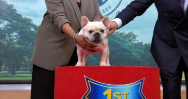 American Kennel Club reveals most popular dog breeds of 2025, with the French bulldog still top breed