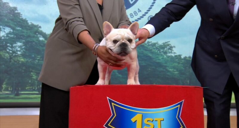 American Kennel Club reveals most popular dog breeds of 2025, with the French bulldog still top breed