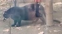 Another Chinese zoo scandal as hugely obese PANTHER leaves fans shocked