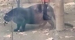 Another Chinese zoo scandal as hugely obese PANTHER leaves fans shocked