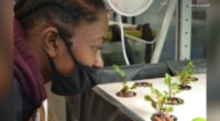 CCA Academy in North Lawndale, Chicago cultivates change through urban agriculture program