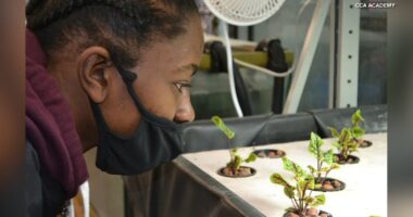 CCA Academy in North Lawndale, Chicago cultivates change through urban agriculture program