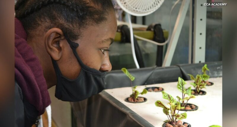 CCA Academy in North Lawndale, Chicago cultivates change through urban agriculture program