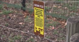 Columbus Zoo takes action to protect animals against bird flu