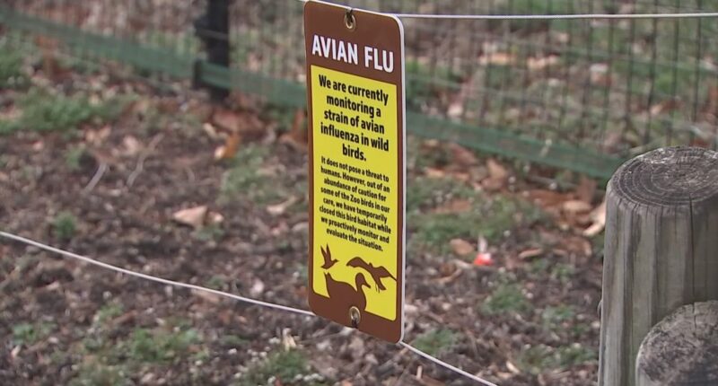 Columbus Zoo takes action to protect animals against bird flu