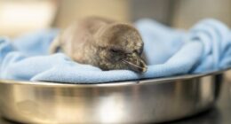 Columbus Zoo welcomes 2 penguin chicks to its colony