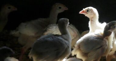 Flock of 40 birds in Portage County test positive for avian flu