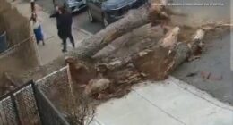 'God saved us': Family speaks out after nearly being crushed by tree in Brooklyn