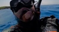 Horror moment octopus STRANGLES panicking diver rushing to the surface for air after spraying blinding ink in his face