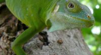 Iguanas likely crossed the Pacific millions of years ago on a record-setting rafting trip