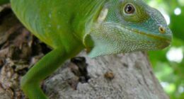 Iguanas likely crossed the Pacific millions of years ago on a record-setting rafting trip