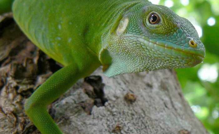 Iguanas likely crossed the Pacific millions of years ago on a record-setting rafting trip