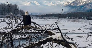 Is It a Sign? Huge Numbers of American Bald Eagles Come Together on Frozen Midwestern Lake