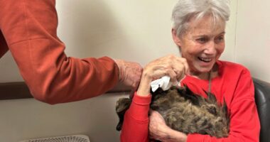 Los Angeles wildfires: One cat's incredible reunion with its owner after the Palisades Fire