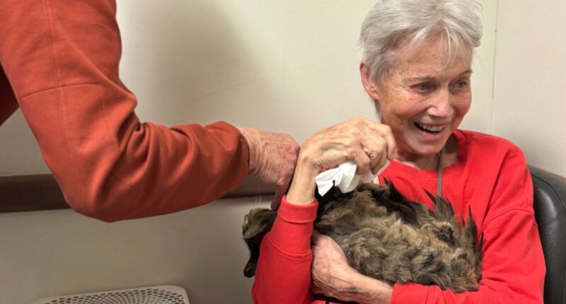 Los Angeles wildfires: One cat's incredible reunion with its owner after the Palisades Fire