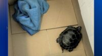 Man caught trying to smuggle living turtle down his pants at Newark Liberty International Airport in New Jersey