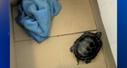 Man caught trying to smuggle living turtle down his pants at Newark Liberty International Airport in New Jersey