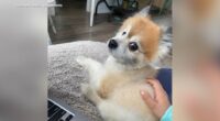 Missing dog, Pomeranian named Wally, found dead inside car stolen from Berwyn, Illinois home: police